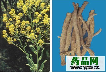 長期服用板藍根將降低人體免疫力