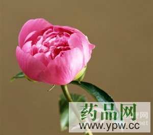 ��ˎ����Ů��һ���o��