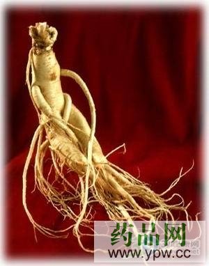 服用高麗參 引發高血壓